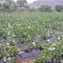 가서농장 이미지