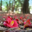 여수시청 이미지