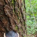 약초본가제분소 이미지