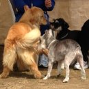 도그베이 이미지