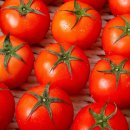 더조은농장 이미지