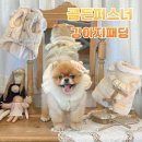골든베베 | 강아지 패딩 추천 가볍고 따뜻한 골든퍼스너 베베블랑 착용 후기