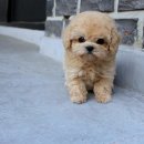 강남 요미독앤캣 강아지 분양 고양이 분양 | 분당강아지분양 찾다가 딱 발견한 보물창고 요미독앤캣