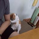 양집사네