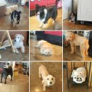 도그앤미 이미지