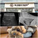 중산동물메디컬센터 이미지