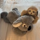 (주)하나 | 시드니 여행 필수 코스! 타롱가 주(Taronga Zoo) 방문 솔직 후기 &amp; 꿀팁 방출