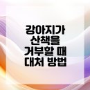 동물병원 산책 이미지