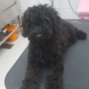 개멋지냥 이미지