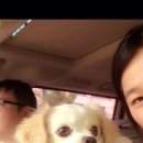 발발이