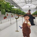 드림팜 | [파주딸기드림팜]파주에 딸기농장 다녀왔어요~내돈내산 후기!가격이 88,000원?!