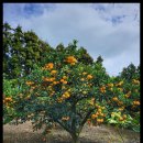 다미농장 이미지