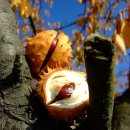 마로니에 이미지