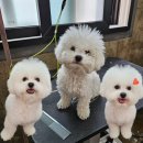 까끌레멍 이미지