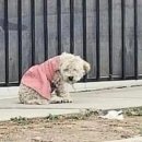 분홍