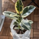 꽃블리평촌역인덕원점 | (안양꽃집) 합리적 가격으로 24시간 픽업가능한 평촌꽃집 “꽃블리평촌역인덕원점”