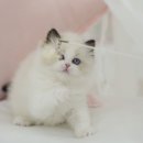 천안고양이 분양 냥블리 이미지
