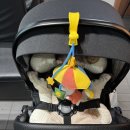 유모차카시트세탁뽀송 | 부산 카시트 유모차 세탁업체 뽀송 내돈내산후기