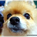 하치이야기 이미지