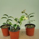 동백사랑약국 이미지