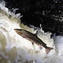 Christians as Living Fish (Matthew 5:27-48) 이미지