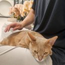 오드그루밍 이미지