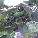 병현농장 이미지