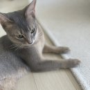 고양이병원 소설 | 오송봄봄동물병원 고양이 건강검진 후기