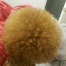 독스앤휴먼 이미지