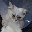 보우동물병원 이미지