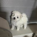 브이독 (V-dog) | 천안강아지분양 ㅣ 고민하다 드림독천안두정점(파밀리에 드 마스코타)에서 데려온 후기