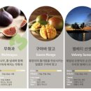 다 향