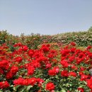 자이언츠주유소 이미지