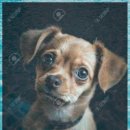 바우애견 이미지