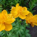 하늘이네 이미지