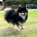 멍스 크로스 | 화성 봉담 멍스크로스 애견카페 후기