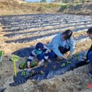 삼보산골 마을 | 삼보산골마을, 증평 주말농장 4평 분양 접수 시작 오늘부터