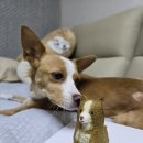 샘펫스튜디오 이미지