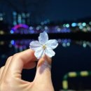 용산천변길1(용산동) 네이버블로그