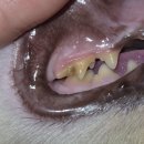 누리종합동물병원 | [공지] [내돈내산] 원주 누리종합동물병원 고양이 치석 스켈링