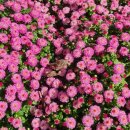 용비쉼터 이미지