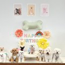 포우포우 반려견 유치원 이미지