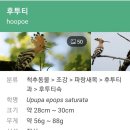 동영다움 네이버블로그