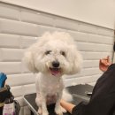 몰리스펫샵 스타필드시티 위례점 이미지