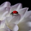 무지개축산 - 연수구 새말로35번길 3 | 무지개축산