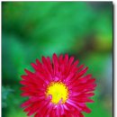 맨드라미농장 이미지