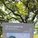 9/7 고창 삼태마을 왕버들숲 이미지