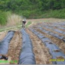 하늘농장2 이미지