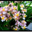 환타지아 이미지