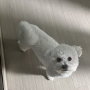 멍세권 | [청주] 동남지구 강아지 유치원•애견유치원 &lt;멍세권&gt; 2년째 다니고 있는 후기 !